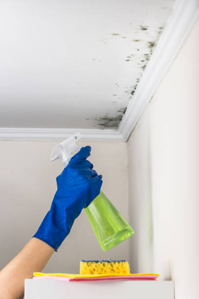 Best Residential Mold Removal  in Waihee Waiehu, HI